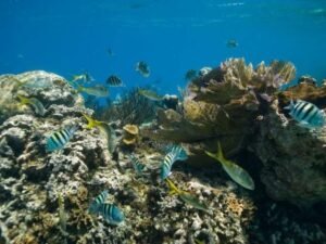 Cayo Arena (Buceo) El pueblo pesquero de Punta Rucia, al noroeste de Puerto Plata, ofrece unas playas de arena blanca de ensueño rodeadas de manglares. Desde sus playas, o desde la bahía cercana de La Isabela, salen botes hacia Cayo Arena, también conocido como Cayo Paraíso, que ofrece una experiencia increíble para buzos principiantes que comienza a cinco metros. También se pueden ver fácilmente bancos de peces tropicales en aguas turquesas poco profundas, lo que hace de este lugar un paraíso para los snorkelers. Esta área cuenta con la vida marina más abundante de República Dominicana, con corales y esponjas que rodean el cayo. Podrás ver pulpos, cangrejos, cardúmenes de peces cirujanos, peces sargento mayor, peces doncella, peces ángel y pargos o chillos de cola amarilla, que nadarán alrededor de tus pies.