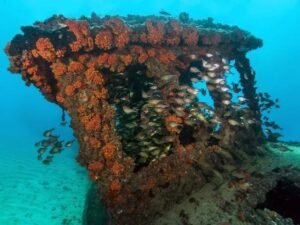 Naufragio Alto Velov El pequeño remolcador, Alto Velo, se hundió en las aguas de Playa Caribe en la costa sureste. Se encuentra a unos ocho metros de profundidad, ideal para principiantes. Se ha convertido en un arrecife de coral artificial repleto de vida marina.